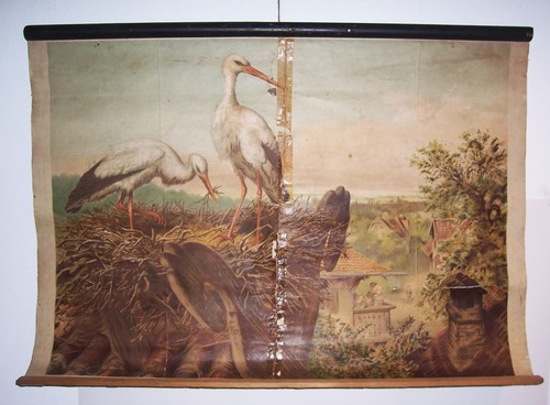 Rollkarte schulkarte storch - rollkarte,